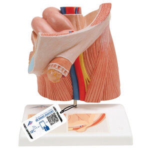 3B Inguinale Herniamodel (Urologie)