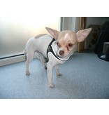 Tre Ponti Fibbia dog harness