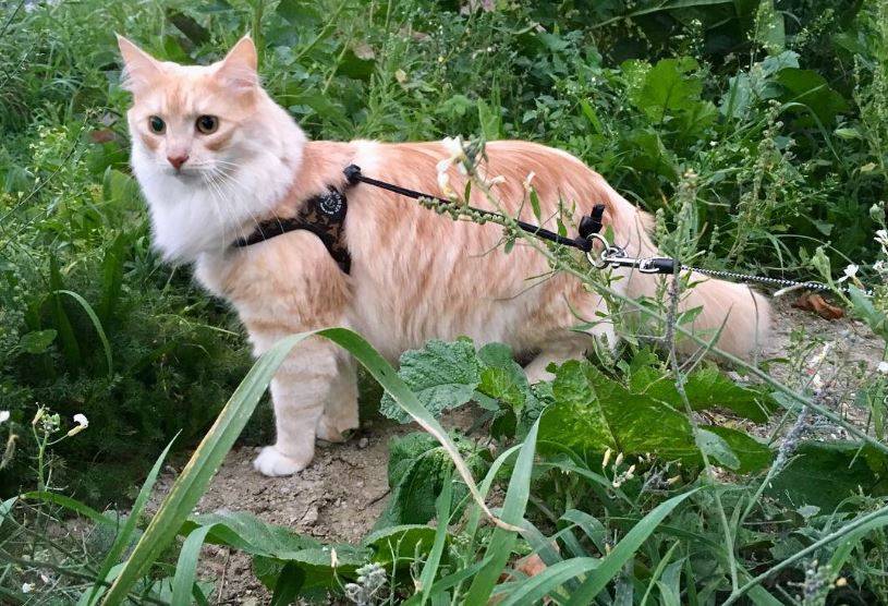 tre ponti cat harness