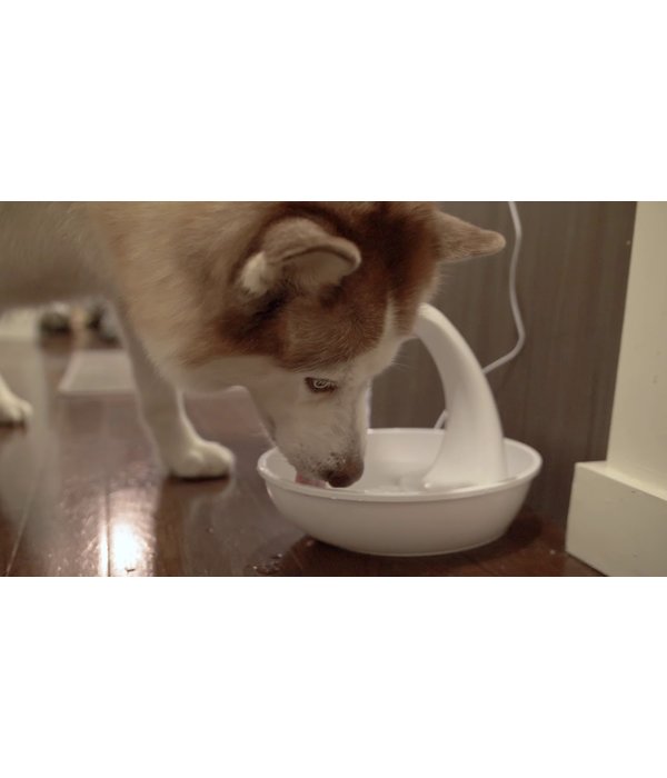 drinking fountain swan by pioneer pet