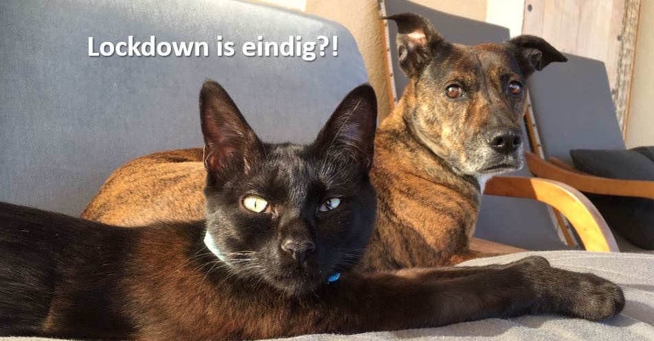 Vermijd Post-Lockdown-Stress bij uw dier!