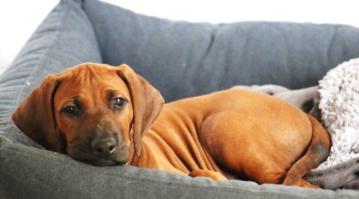 Inwoner Wierook speel piano Hoe kies je het juiste kussen voor je hond? En in welke maat? - PurrFect  Design