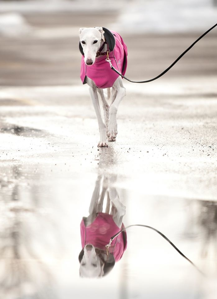 Chilly Dogs - Harbour Slicker (Raincoat) – Queenie's Pets®