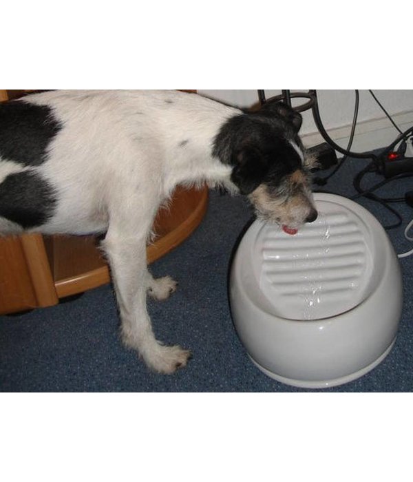 lucky kitty drinking fountain