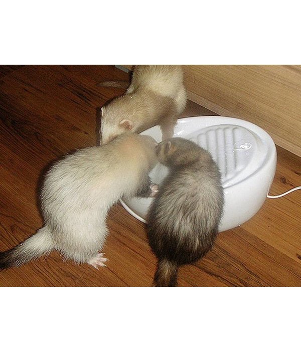 lucky kitty drinking fountain