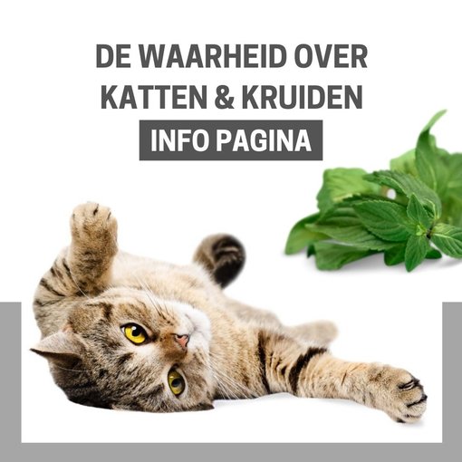 INFO: Hoe zit dat met die kruiden? Zin en onzin...