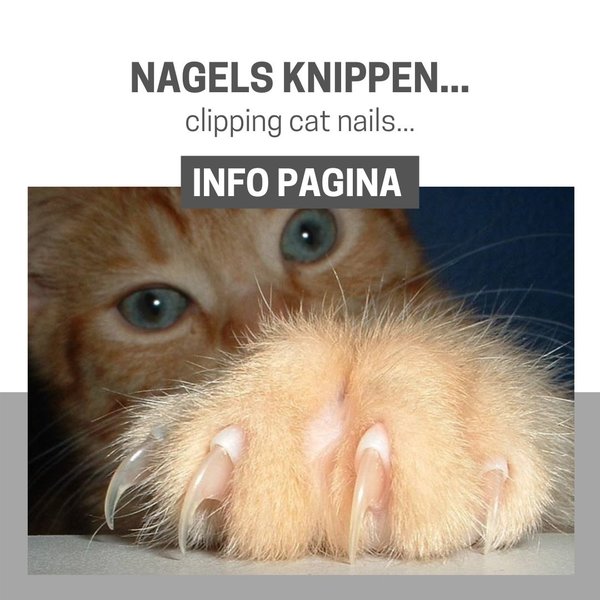 Info Pagina: Nagels knippen van uw kat