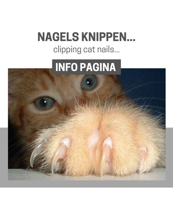 Info Page: Cat nail clipping