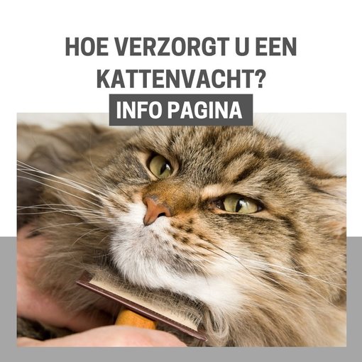 INFO: Welke kam of borstel hebt u nodig voor uw kat?