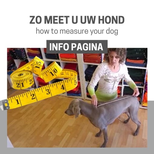 TIPS: Hoe meet ik mijn hond?