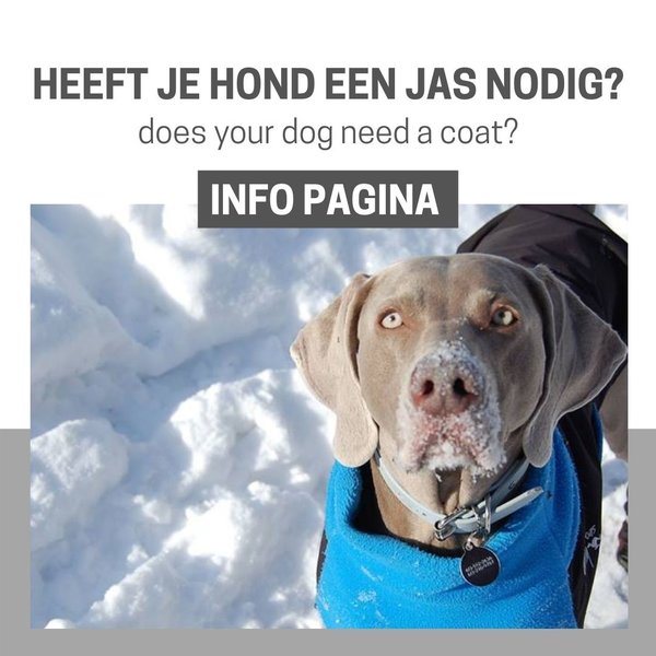 INFO: Heeft mijn hond een jas nodig?
