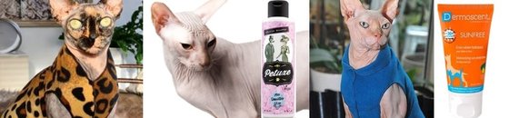 Sphynx Specials