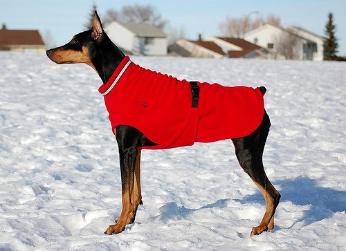 Doberman sweater shop