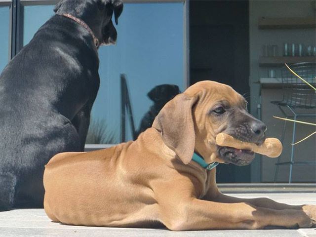 petstages durable stick