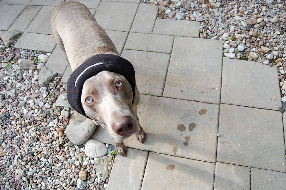 Head Muff Dog Ear Warmer