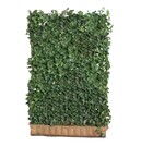 Kant en klaar haag Hedera