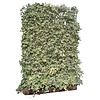 Hedera Helix Goldchild 120x180 cm | Kant en Klaar haag