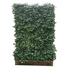 Hedera helix Green Ripple 120x180 | Bestel online