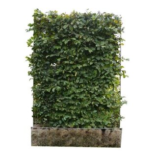 Mobilane Kant en klaar haag Haagbeuk (Carpinus Betulus) 120x155 cm