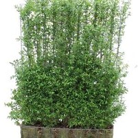 Mobilane Ligustrum Liga - ligusterhaag -  kant en klaar haag 155 cm. hoog