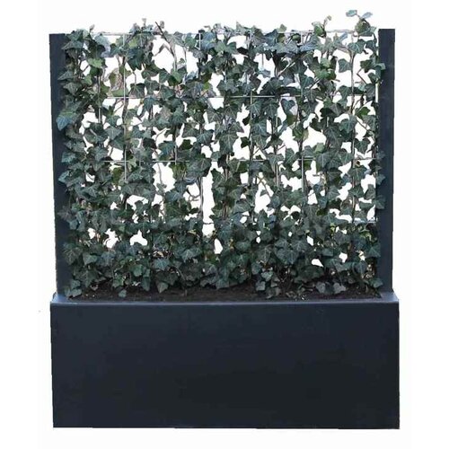 Green-lab kant en klaar haag in polyester plantenbak 100 cm. hoog.