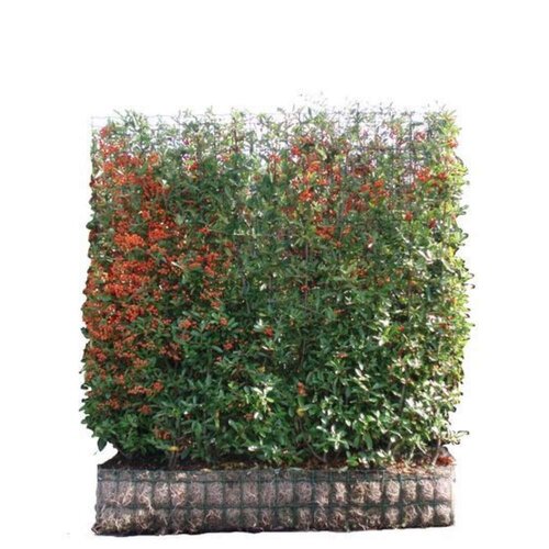 Mobilane Vuurdoorn haag kopen (Pyracantha) | Bestel online