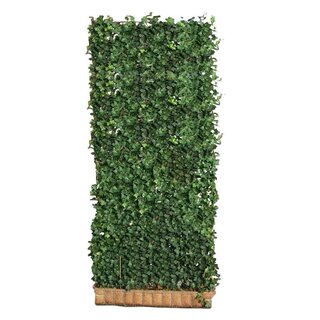 Mobilane Kant en klaar haag Hedera helix Woerner 120x300 cm. bxh