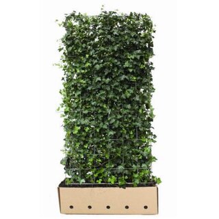 Quick hedge QuickHedge Hedera Hibernica (100x180 cm. bxh)