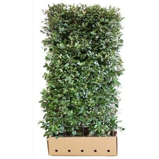 Quick hedge QuickHedge Elaeagnus ebbingei - Olijfwilg (100x180 cm bxh)