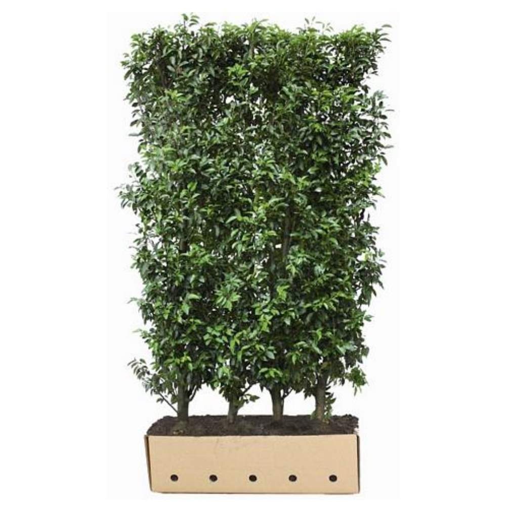 confederate jasmine plant Jasmine Confederate – Liberty Landscape Supply main image 0
