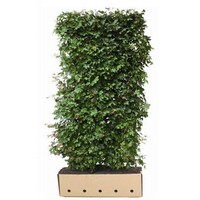 Quick hedge QuickHedge Acer campestre 100x200 cm.