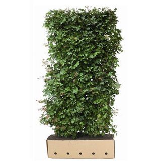Quick hedge QuickHedge Acer campestre - veldesdoorn 100x200 cm.