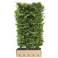 Quick hedge QuickHedge Carpinus Betulus 100x200 cm.