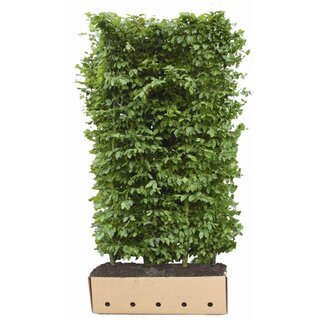 Quick hedge QuickHedge Carpinus Betulus - haagbeuk 100x200 cm.