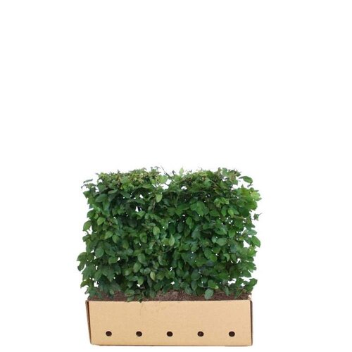 Quick hedge QuickHedge Carpinus Betulus 100x80 cm.