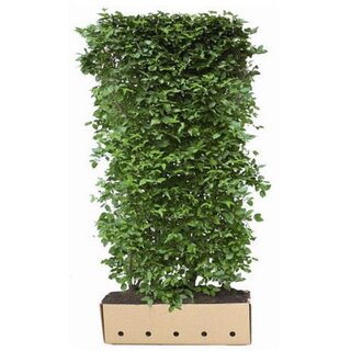 Quick hedge QuickHedge Cornus Mas - Gele kornoelje 100x200 cm.