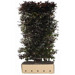 Quick hedge QuickHedge Fagus Sylvatica Atropunicea - rode beuk 100x200 cm