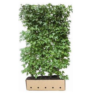 Quick hedge QuickHedge Liquidambar styraciflua - Amberboom 100x200 cm.