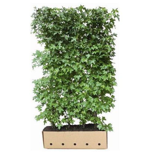 Quick hedge QuickHedge Liquidambar Styraciflua - amberboom 100x200 cm.