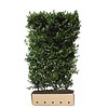 QuickHedge Ilex meserveae Blue Maid - Hulst Blue Maid 100x200 cm.