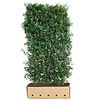 QuickHedge Ilex meserveae Heckenpracht - Hulst Heckenpracht 100x180 cm.