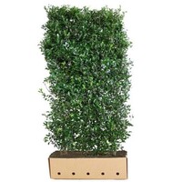 Quick hedge QuickHedge Ilex meserveae Heckenpracht - Hulst Heckenpracht 100x180 cm.