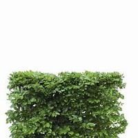 Quick hedge QuickHedge Fagus Sylvatica - beukhaag 100x80 cm.