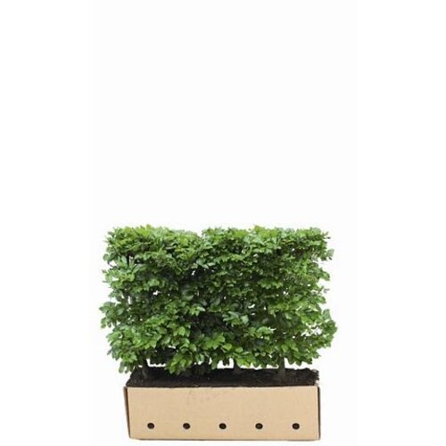 Quick hedge QuickHedge Fagus Sylvatica - beukhaag 100x80 cm.
