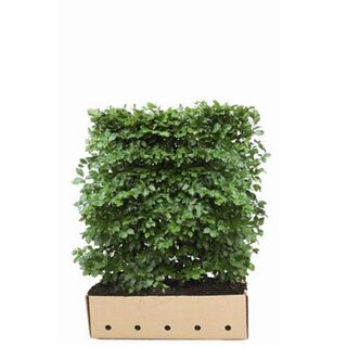 Quick hedge QuickHedge Fagus Sylvatica - beukenhaag 100x120 cm