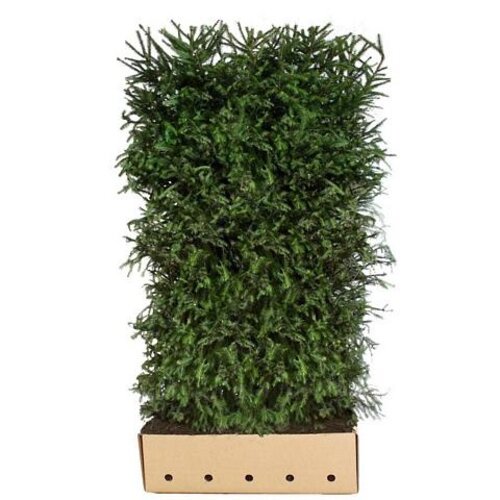 Quick hedge QuickHedge Picea abies - Fijnspar 100x200 cm.