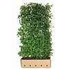 QuickHedge Winterlinde (Talia cordata) 100x200 cm | Bestel online