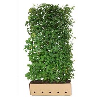 Quick hedge QuickHedge Winterlinde (Talia cordata) 100x200 cm | Bestel online