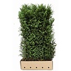 QuickHedge Taxus baccata  - Venijnboom 100x180 cm.