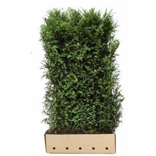 Quick hedge QuickHedge Taxus baccata  - Venijnboom 100x180 cm.